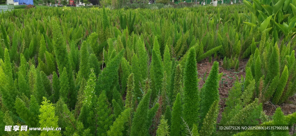 翠绿挺拔的狐尾天门冬