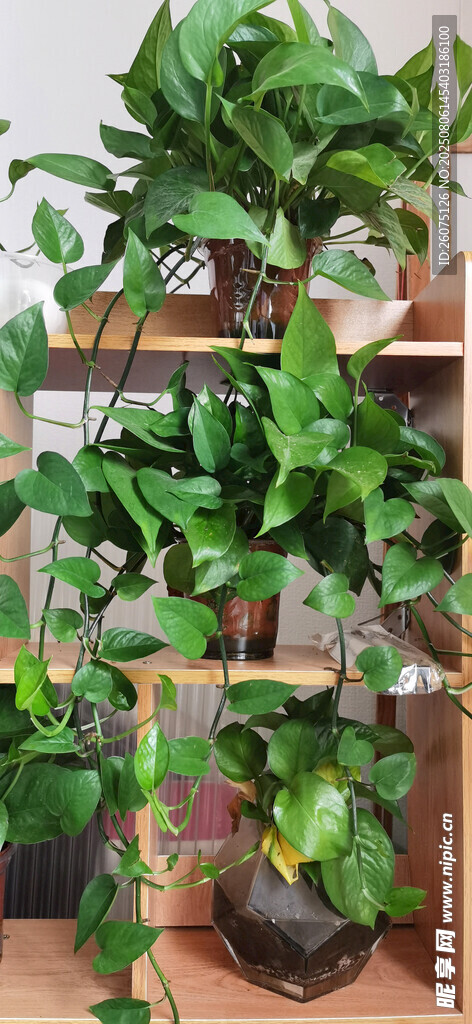 室内绿植架上的多样绿植