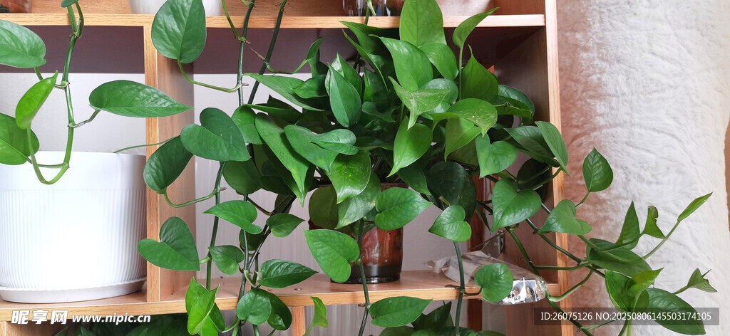 木架上的翠绿盆栽植物