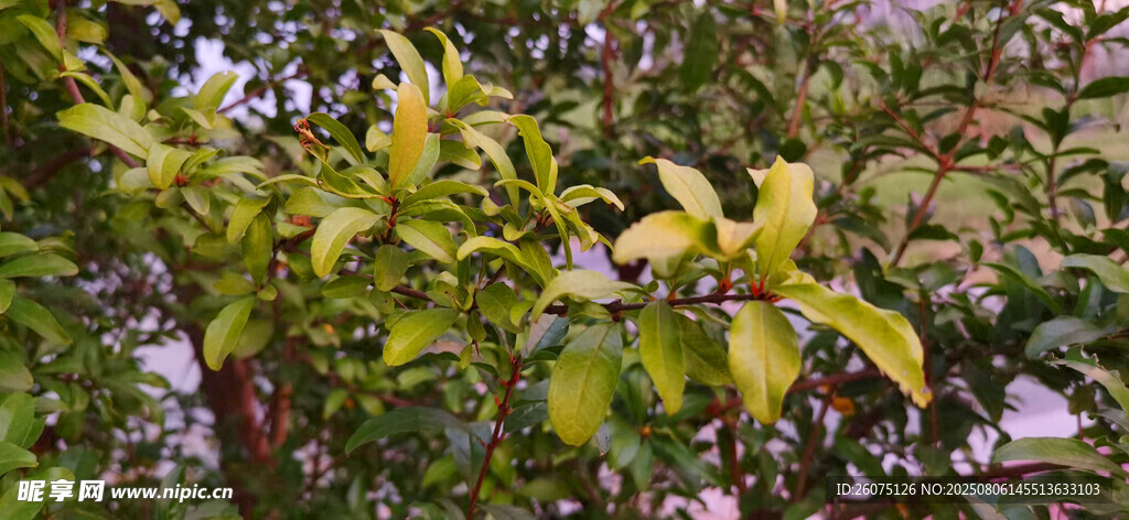 繁茂的石榴枝叶景观