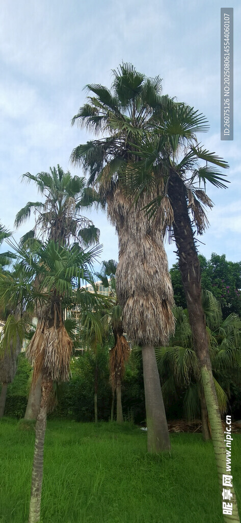 户外挺拔的棕榈树景观