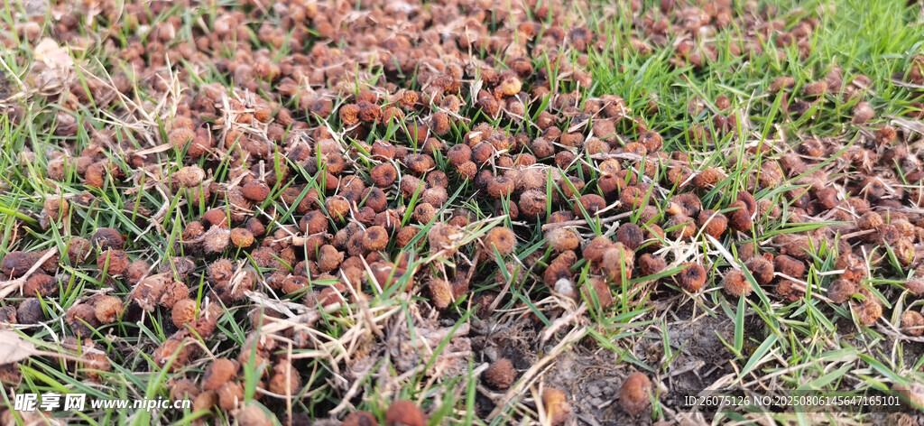 地面上的红色植物果实