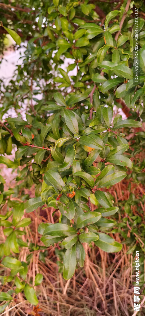 绿叶繁茂的石榴枝叶景象