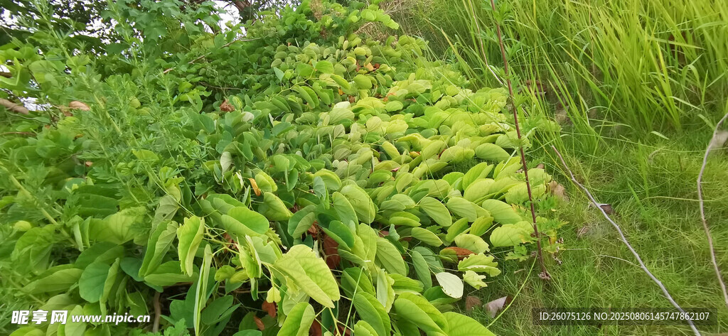 翠绿茂盛的地面羊蹄甲枝叶景观