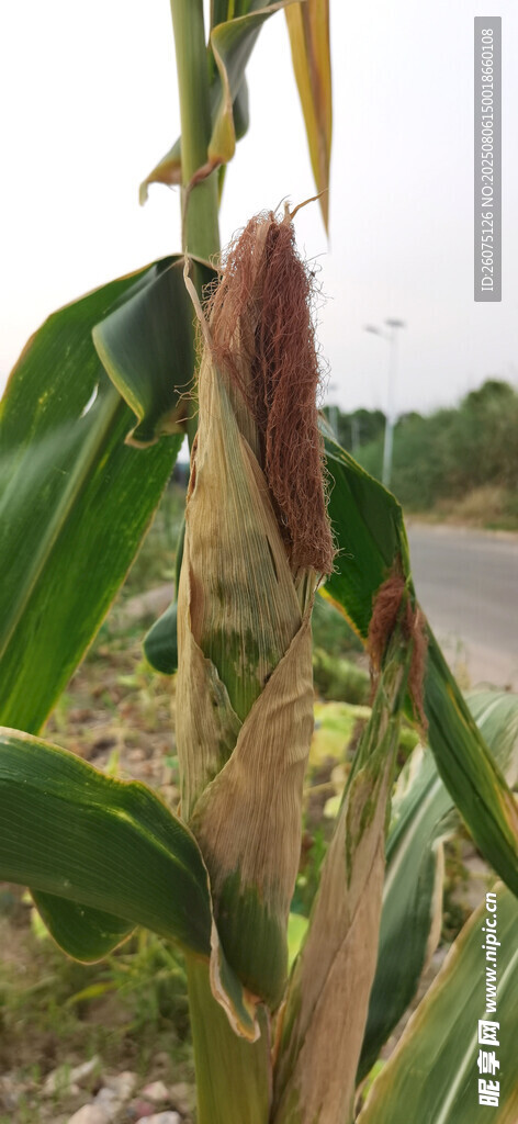 成熟玉米植株上的玉米棒