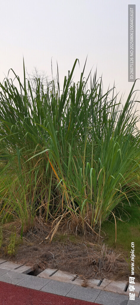 岸边茂盛的绿色芦苇植物