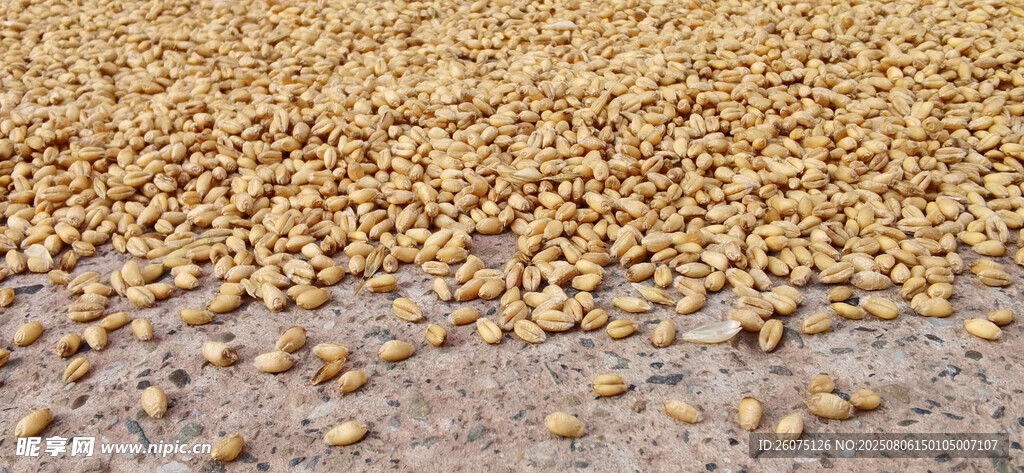 金黄饱满的谷物颗粒