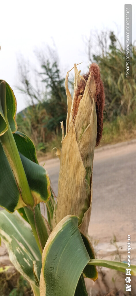 路边生长的玉米苞 
