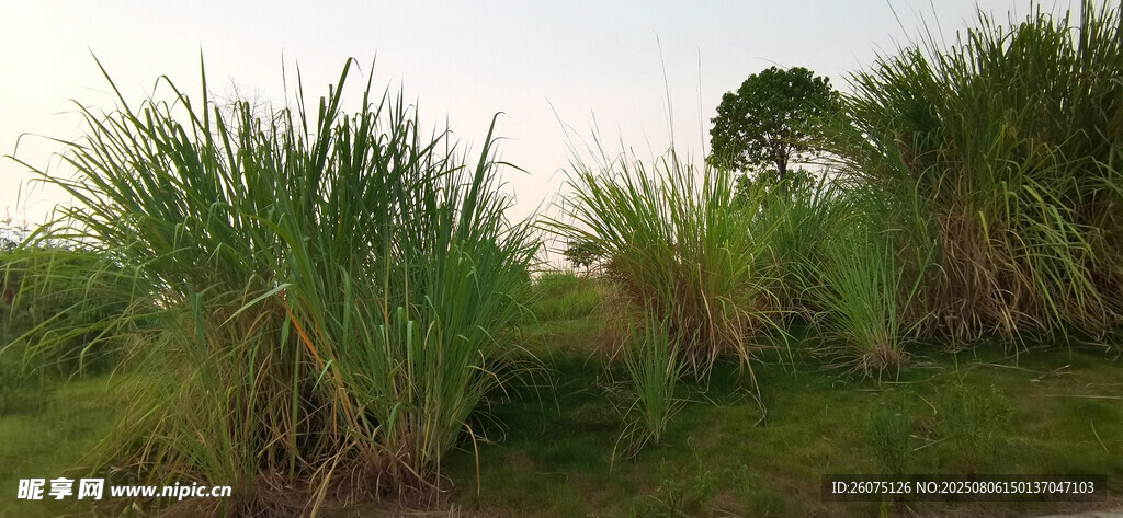 野外茂盛的绿色草丛
