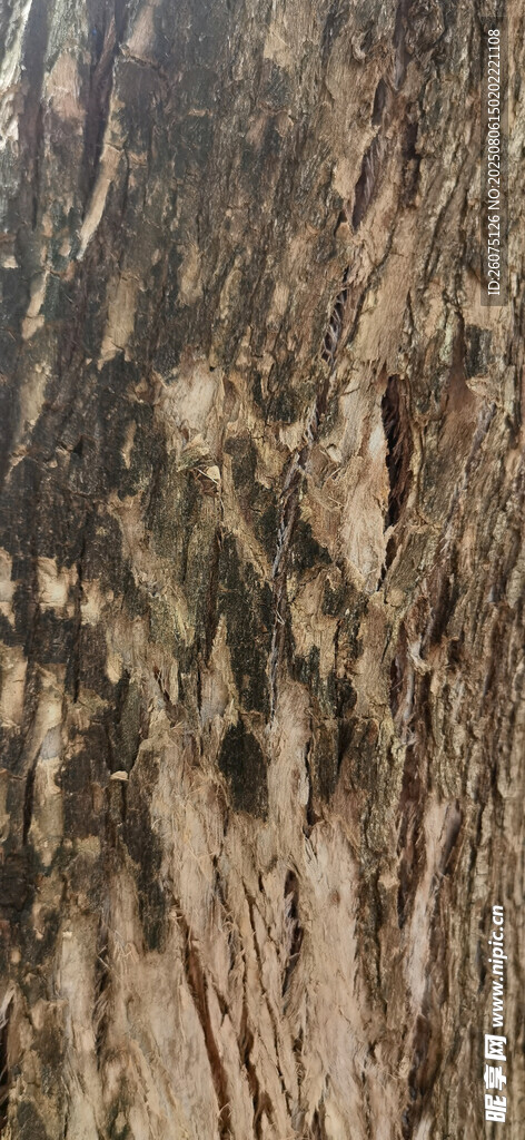 树皮纹理特写