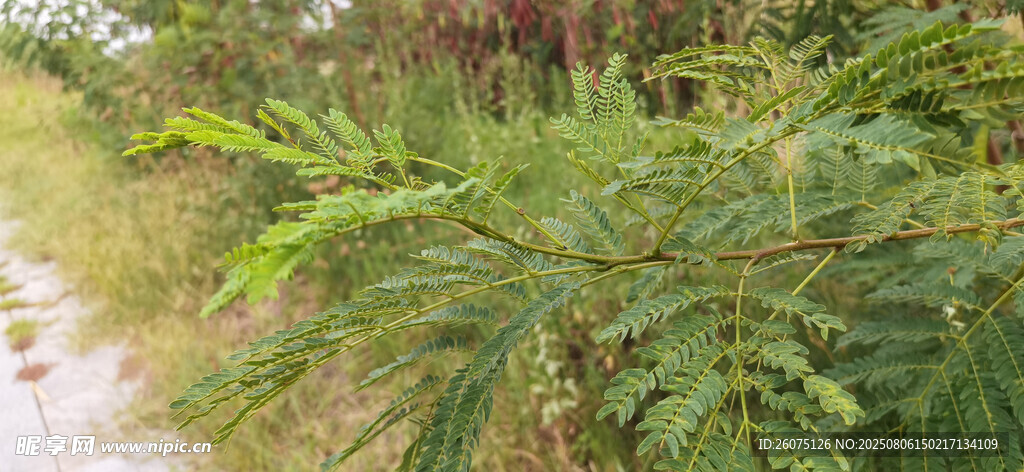 林间小径旁的葱郁绿植
