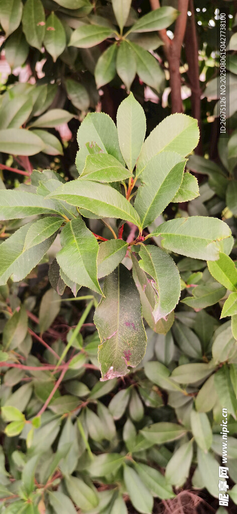 翠绿繁茂的植物叶片