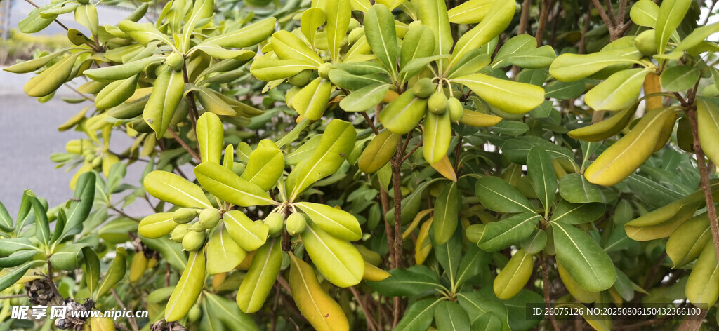 黄绿相间的繁茂海桐枝叶