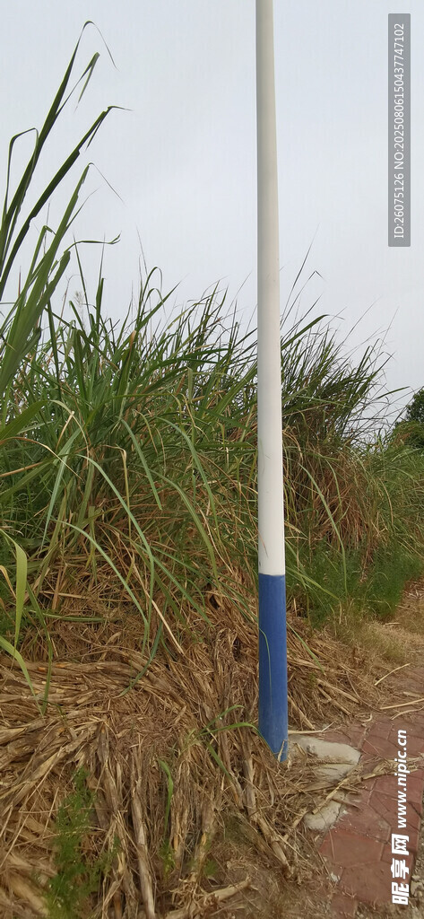 田间甘蔗旁的蓝白立柱