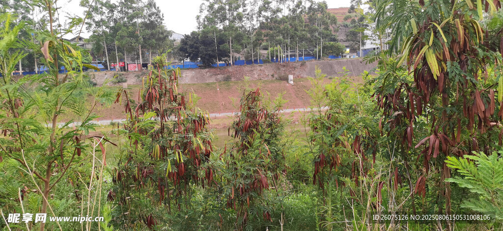 野外繁茂银合欢植物景观