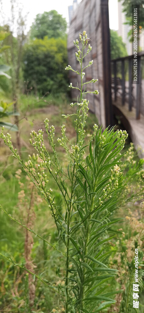 户外野草绿植景观