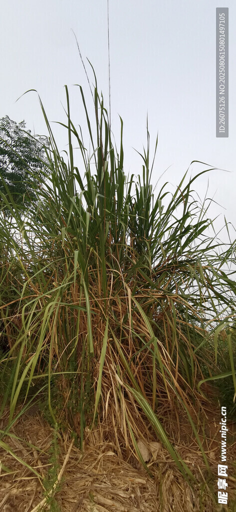 田野中的茂盛植株