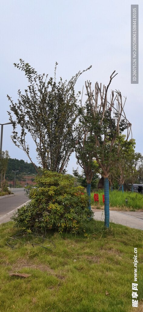 路边绿植与指示牌景观