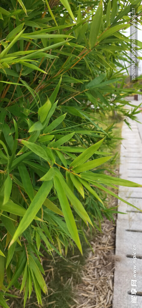 翠绿竹叶