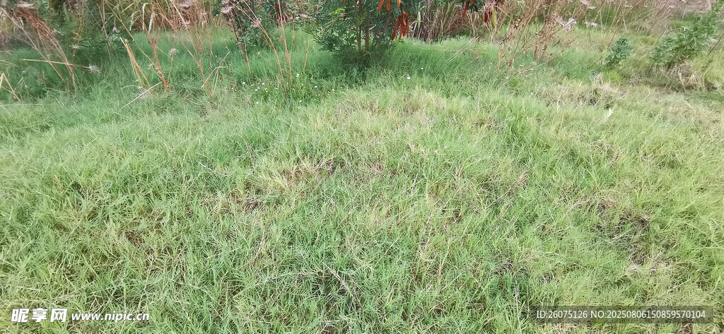 绿意盎然的草地场景