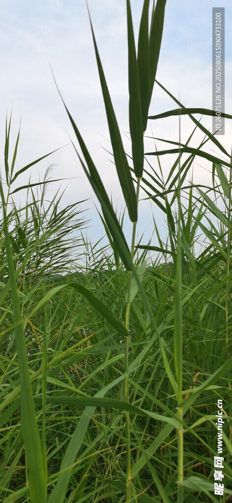 青青芦苇