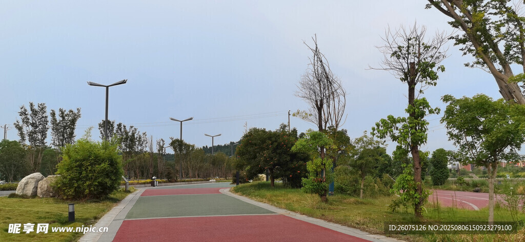 城市中的美丽林荫步道