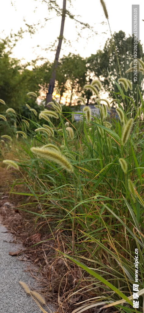 路边葱郁狗尾草与绿植景观