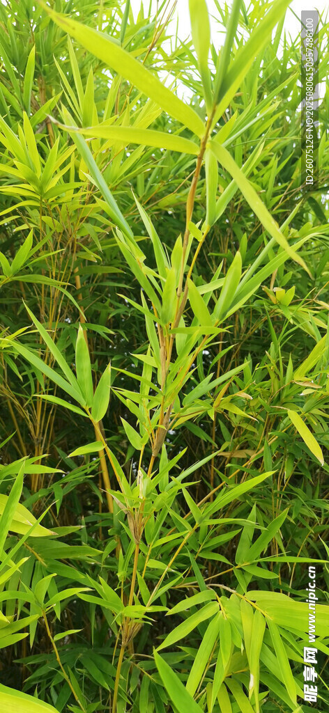 翠绿丛生的茂密竹林