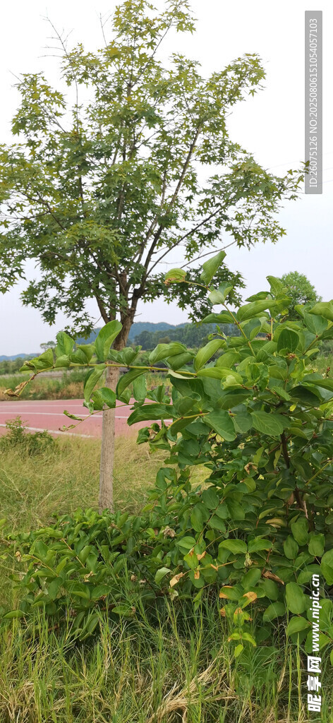 田野旁的绿树与繁茂植被