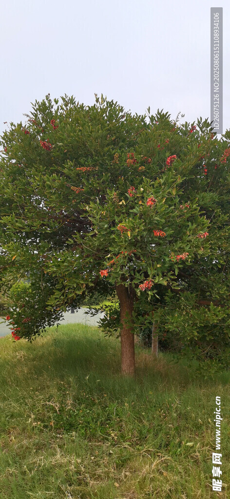 田野中开花的茂盛大树
