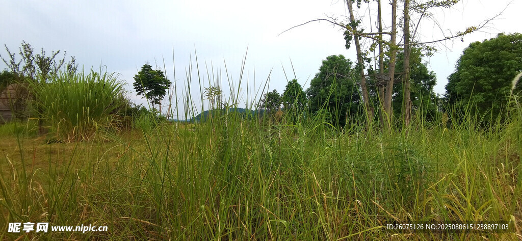 野外茂密草地与树木景观