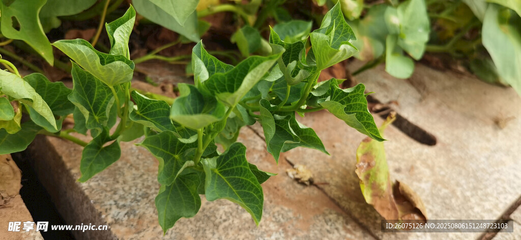 绿叶植物特写
