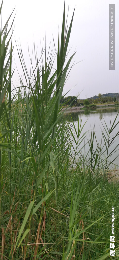 湖畔芦苇丛生的自然景致