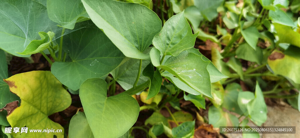 绿叶植物特写