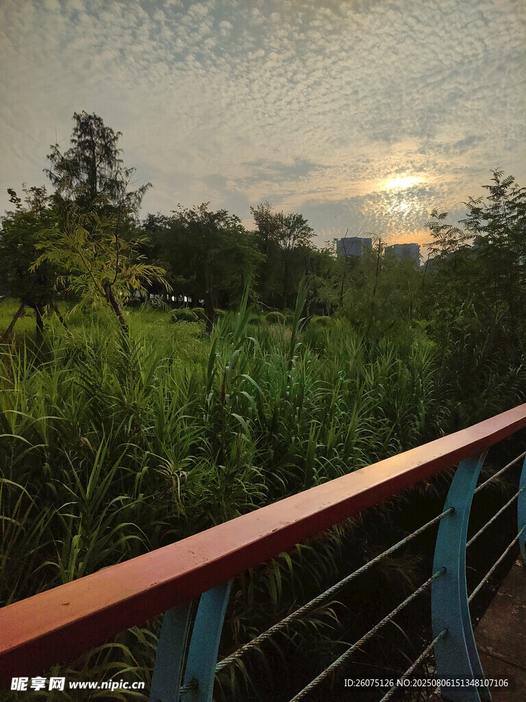 黄昏下的绿植与栏杆景致