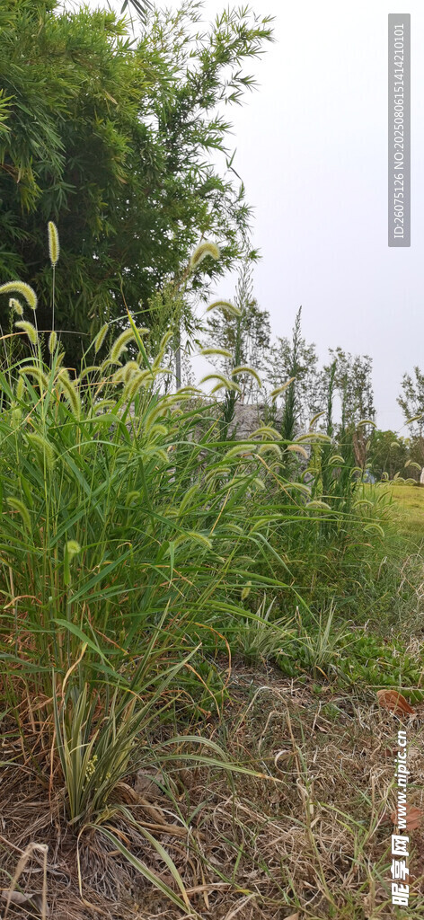 野外葱郁狗尾草植物景观