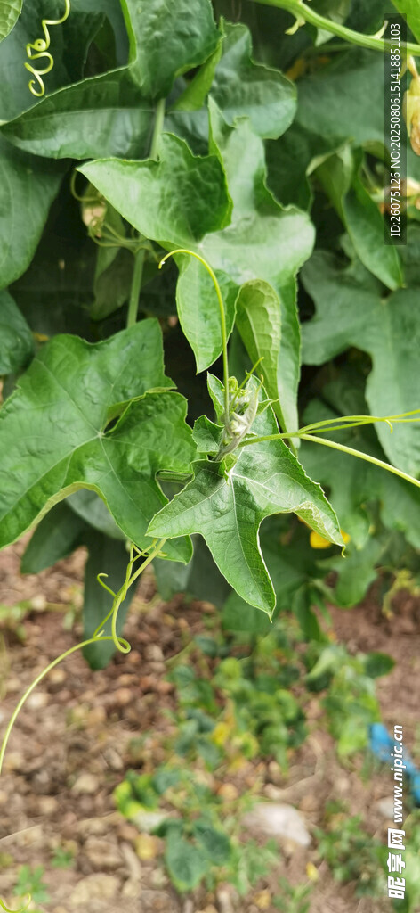 绿叶藤蔓植物特写