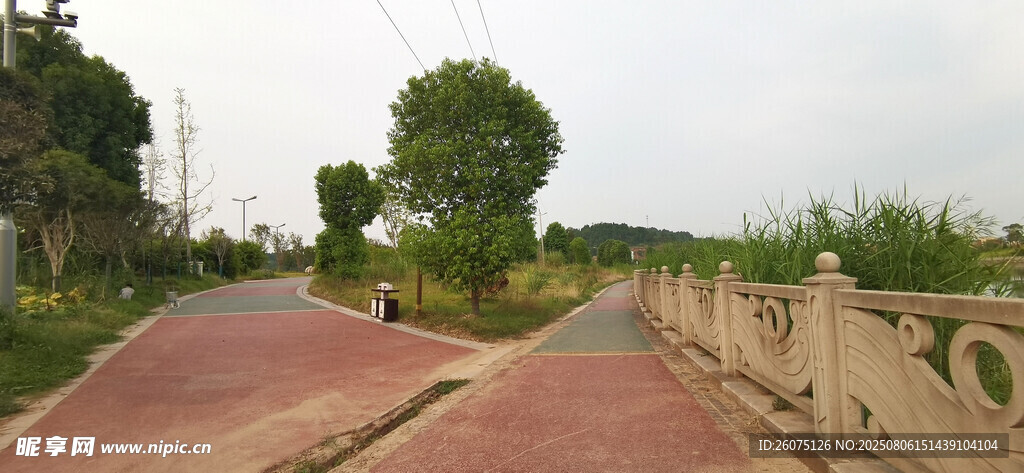 乡间红道旁的葱郁绿树