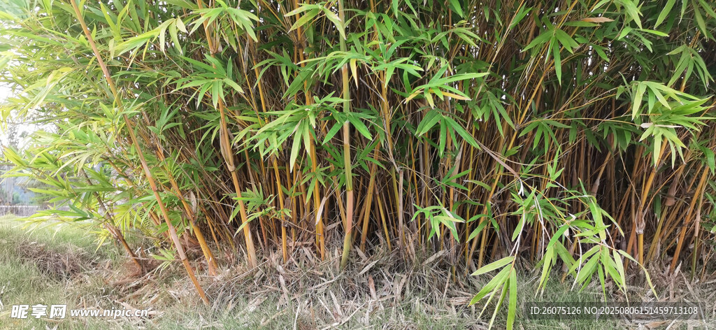 茂密竹林绿意盎然