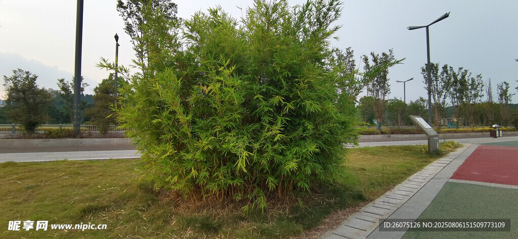 路边竹子绿植景观