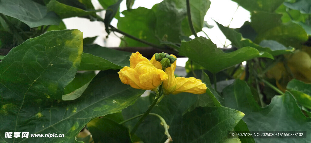 黄色南瓜花绽放绿叶间