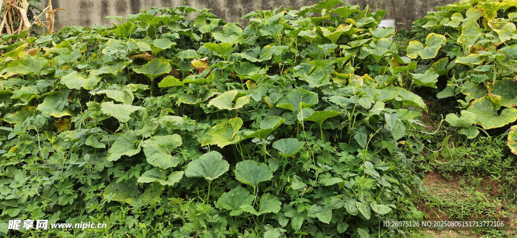 繁茂南瓜藤景观