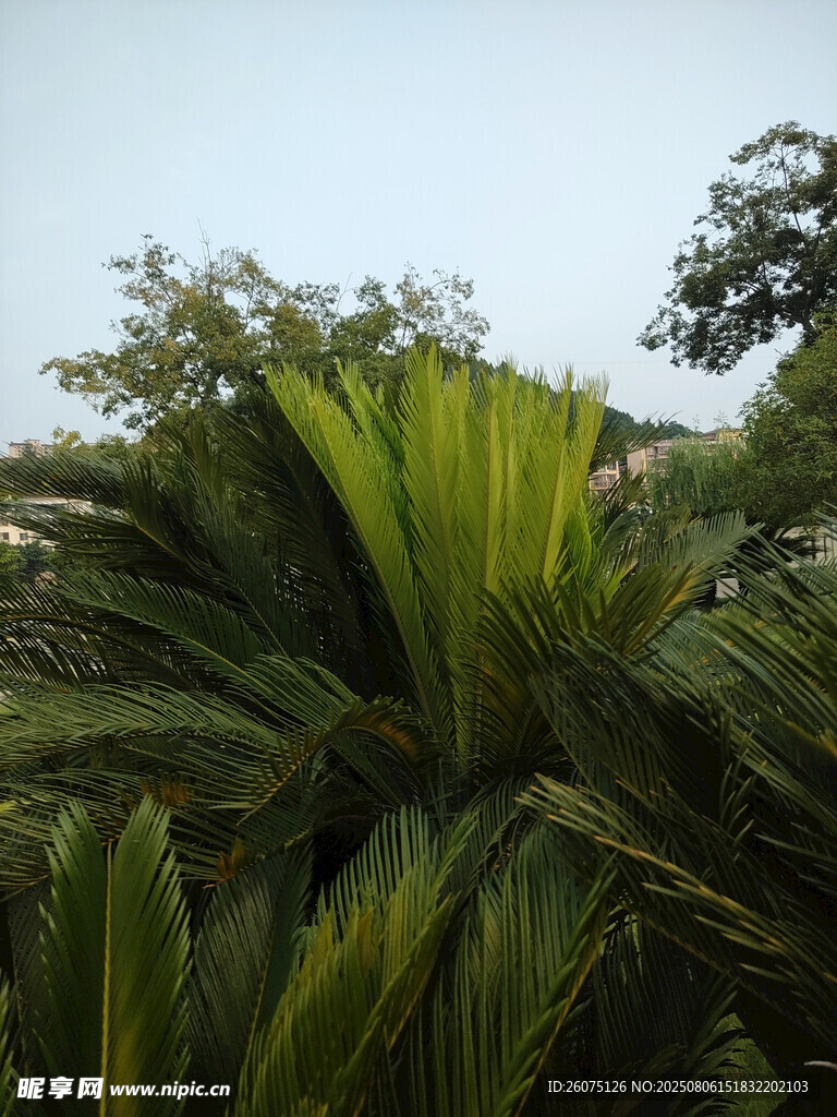 翠绿棕榈叶