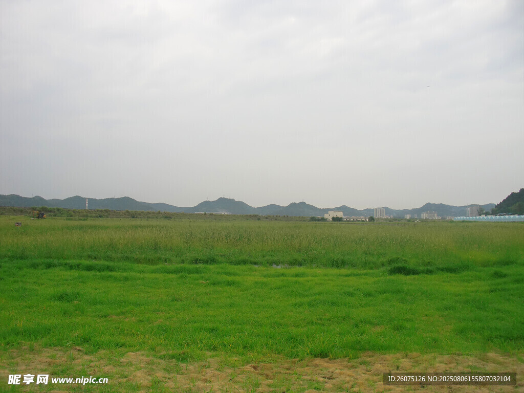 广袤绿野风景