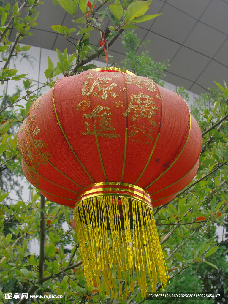 喜庆红灯笼悬挂绿树间