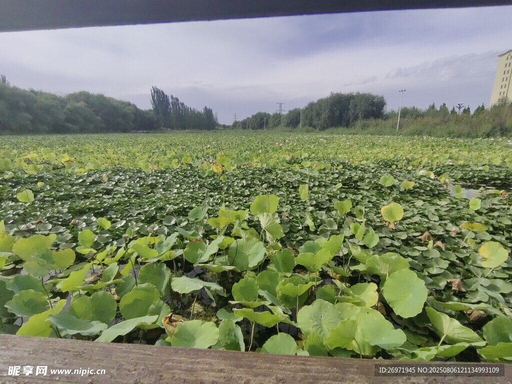 荷塘绿意浓