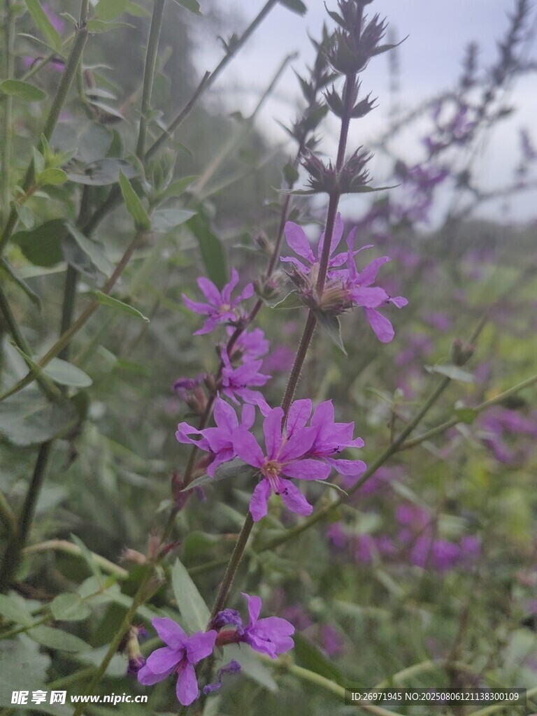 野外绽放的美丽紫色小花