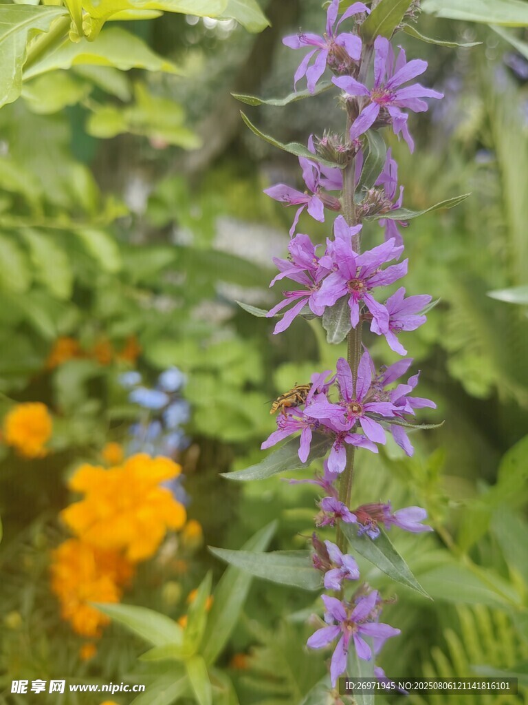 紫色花卉绽放于绿意间