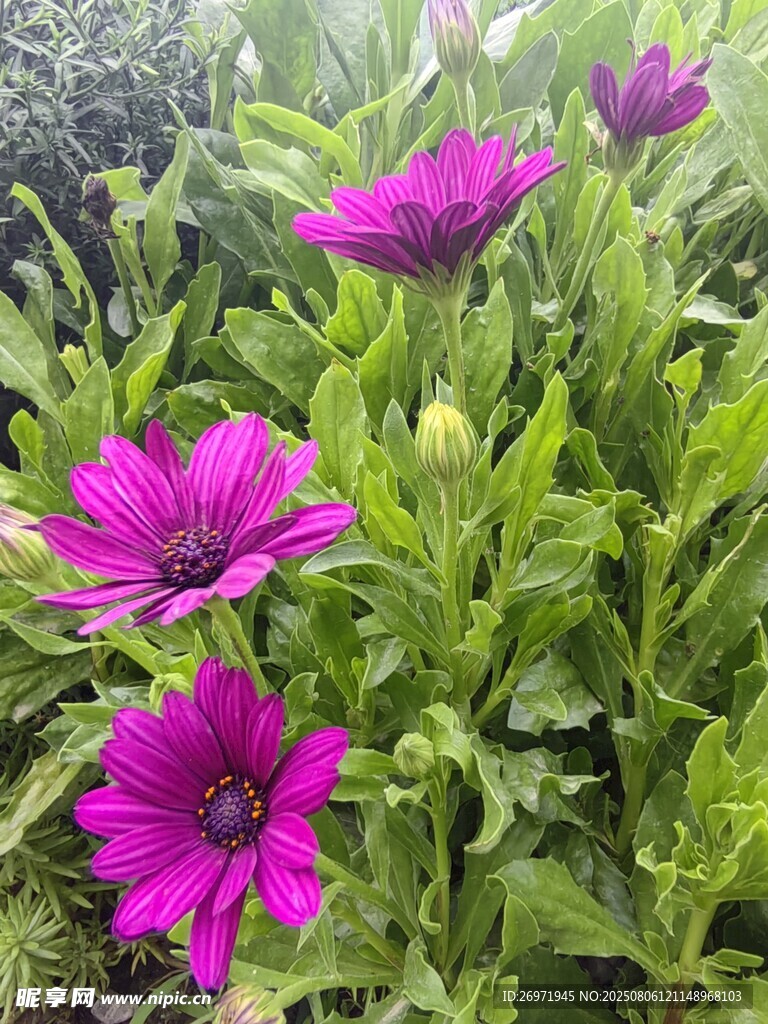 紫色雏菊绽放于绿叶间
