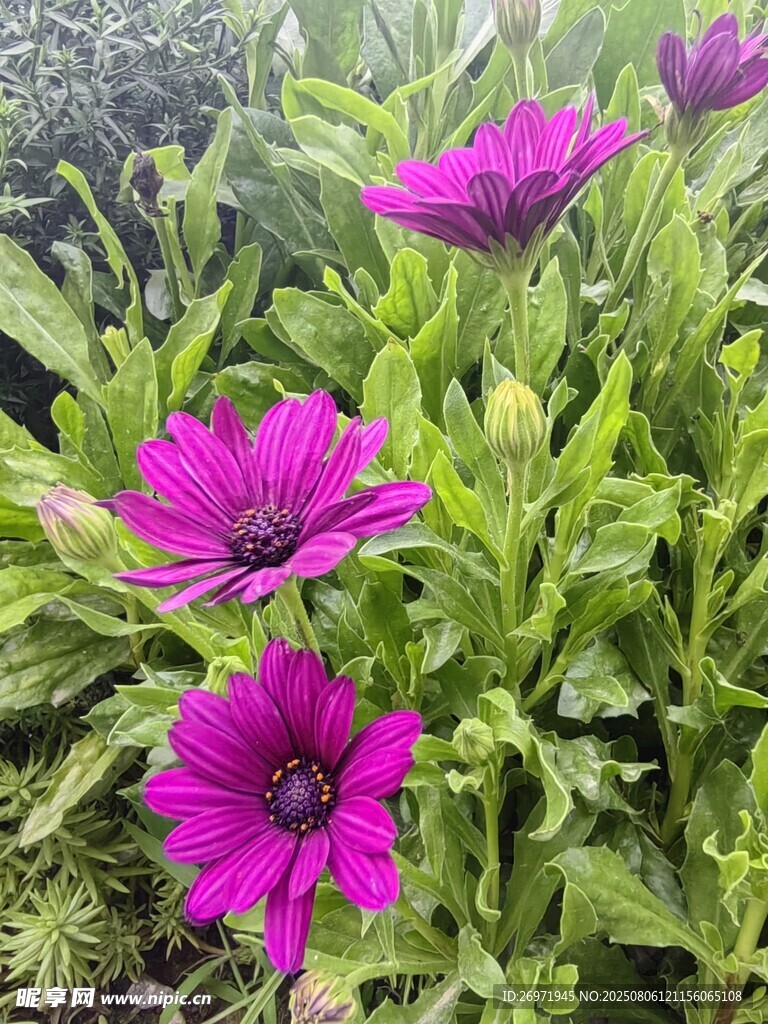 艳丽紫花绽放绿叶间